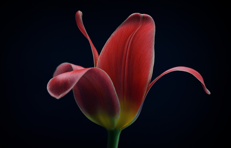 Obraz na plátně First Tulip