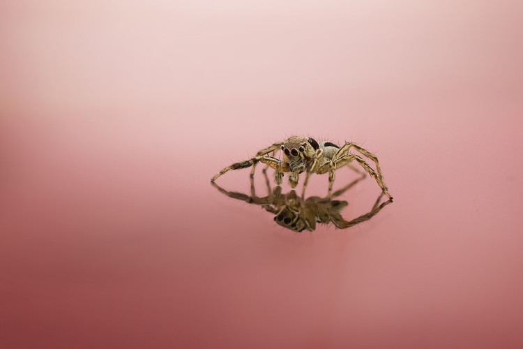 Canvas Print Narcissism