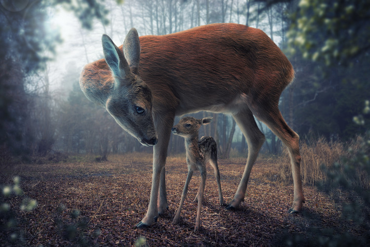 Canvas Print Mother and Fawn