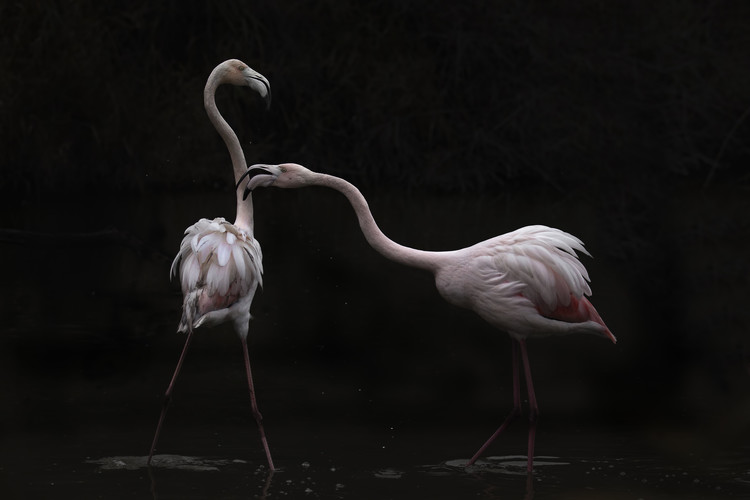 Canvas Print Not all is rosy