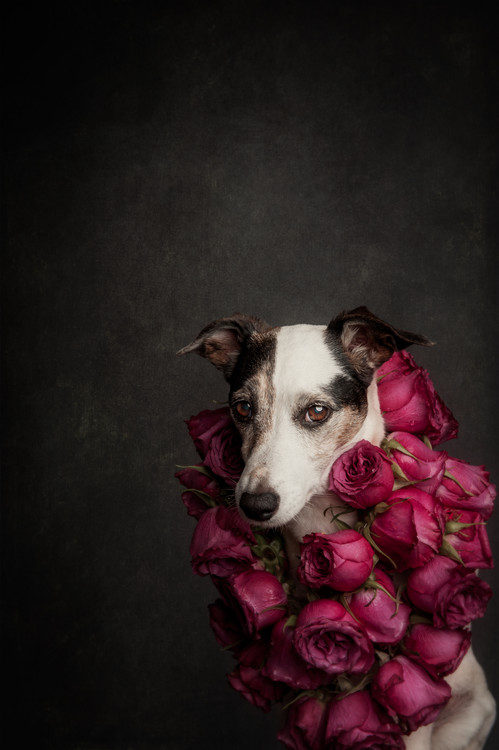 Levně Plakát, Obraz - Rose Queen II, Heike	Willers, 26.7 × 40 cm
