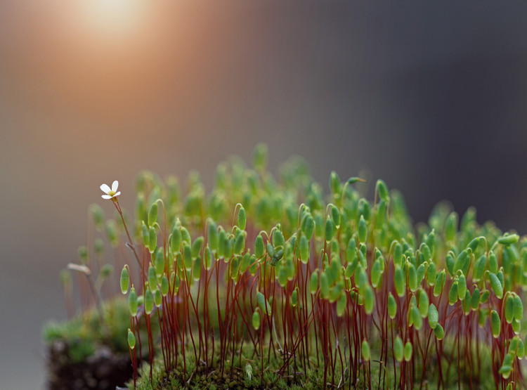 Poster Say hello to spring