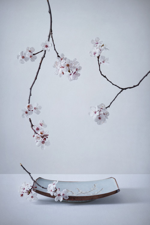 Plakát The First Cherry Blossom