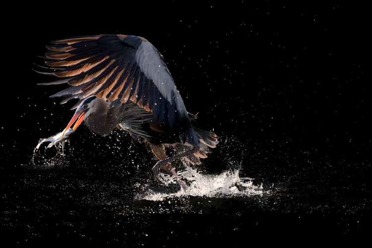 Poster Running away with a fish for supper