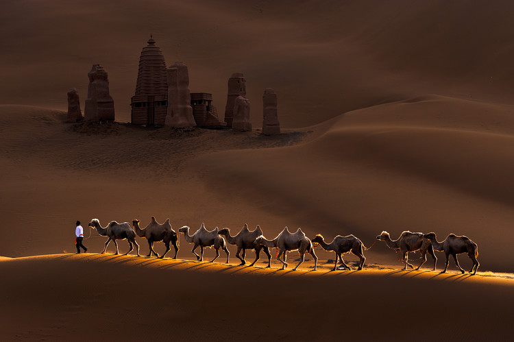 Canvas Print Castle and Camels