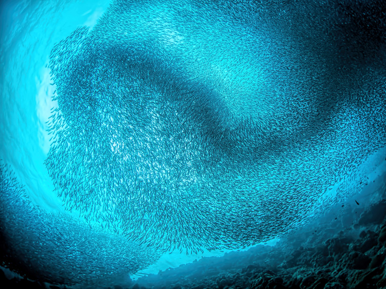 Canvas Print Schooling sardines