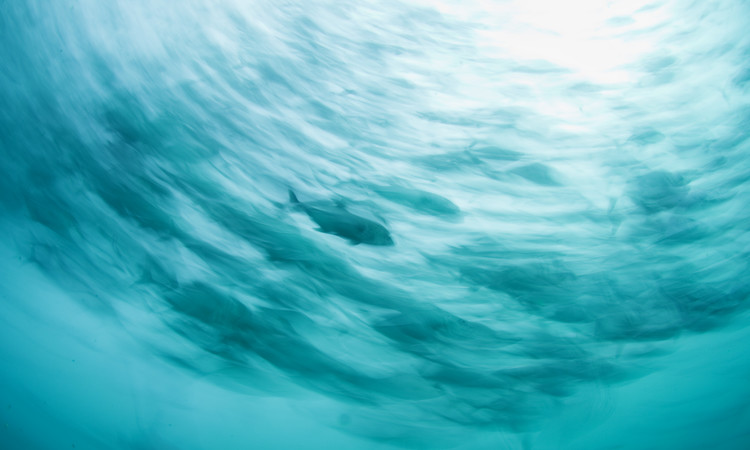 Wall Mural One of the pack