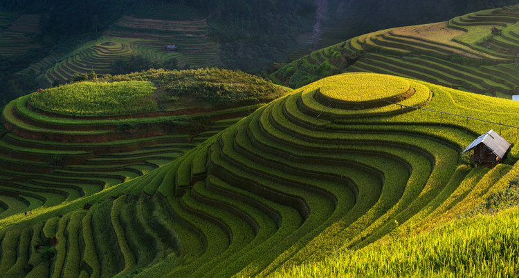 Poster Gold Rice Terrace In Mu Cang Chai,Vietnam