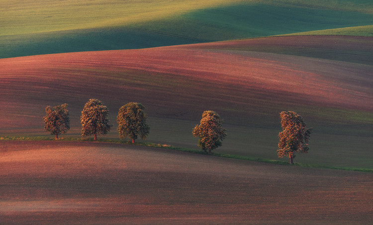 Poster Chestnut Avenue