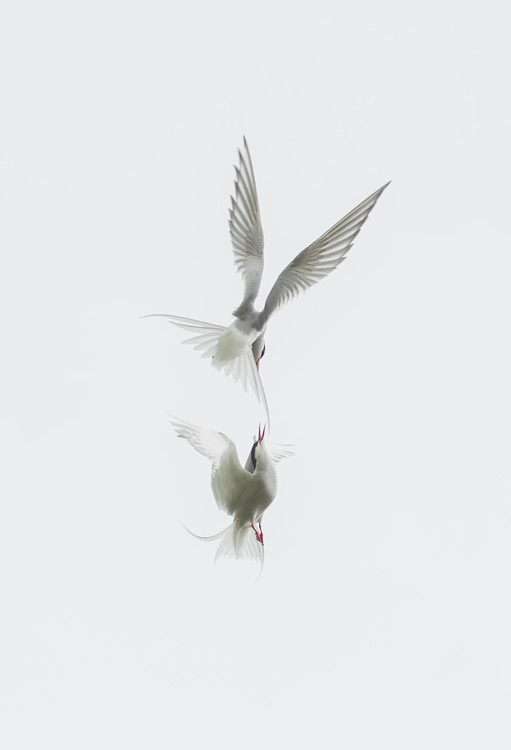 Plakát, Obraz - Tern, Jure Kravanja, 26.7 × 40 cm