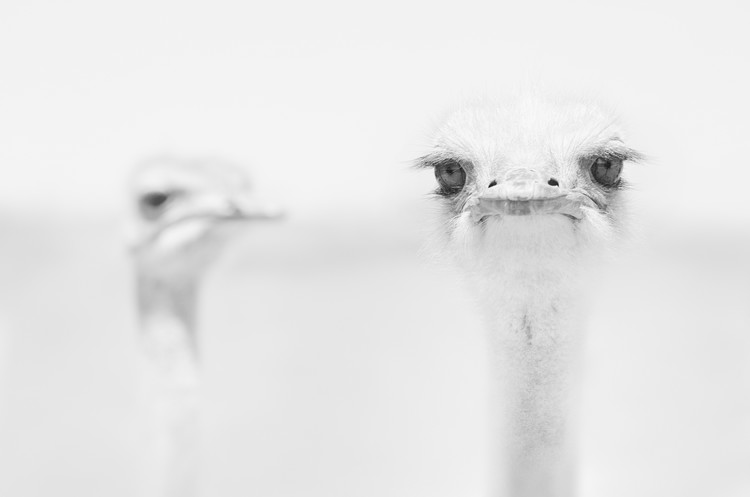 Canvas Print Funny Ostrich