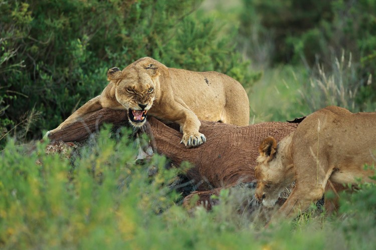 Poster Wait Your Turn