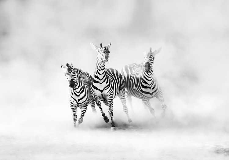 Póster Zebras
