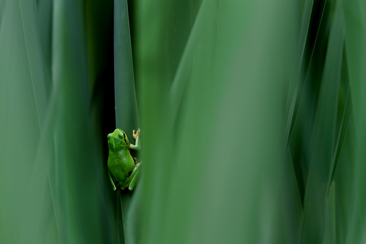 Poster Stage Curtain