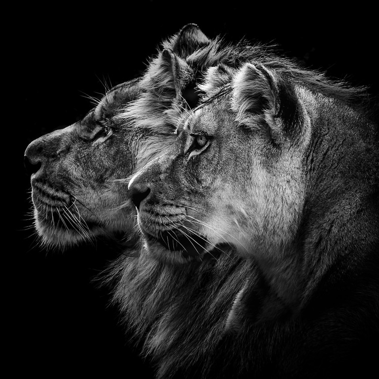 Poster Lion and  lioness portrait