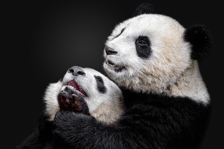 Fototapete Pandas