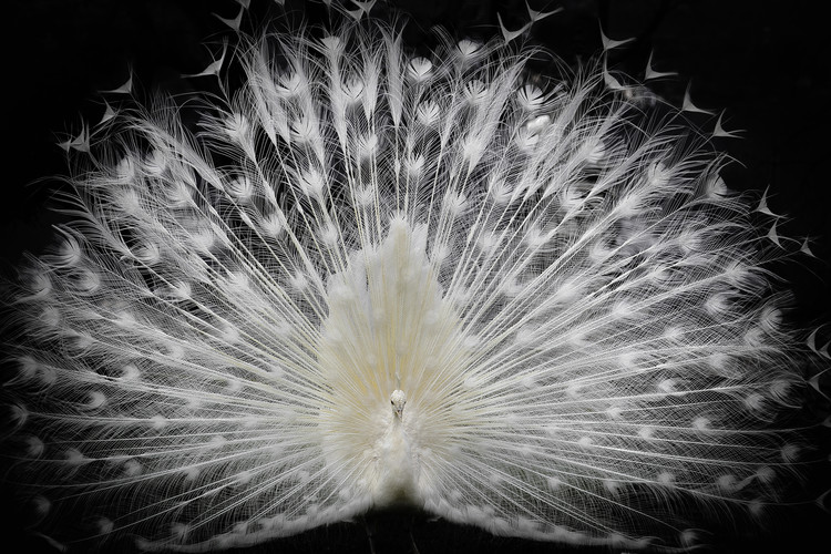 Canvas Print Black and White,