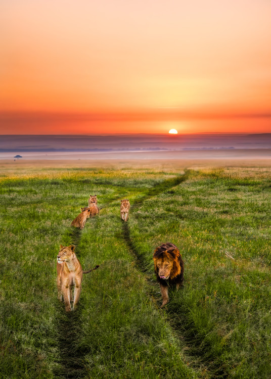 Poster Family Parade