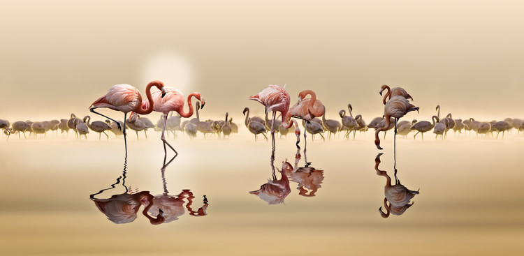 Poster Flamingos Ii