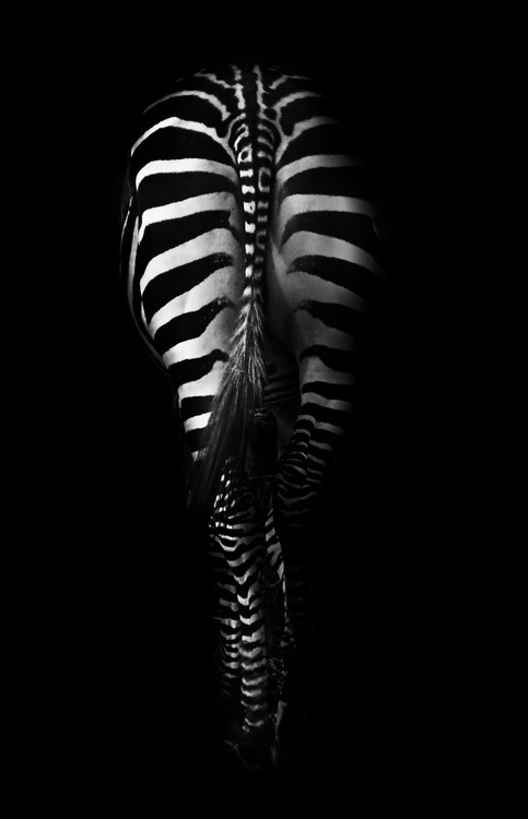 Poster Zebra Buttocks