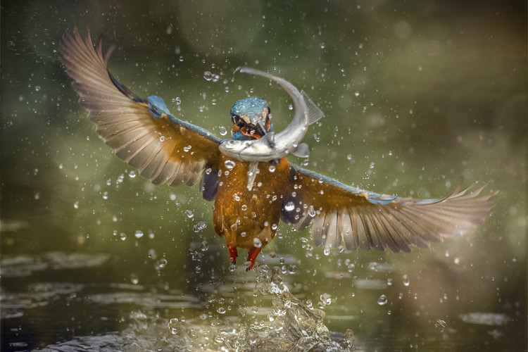 Poster Kingfisher