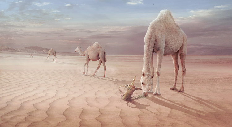 Tableau sur toile Camels Trip