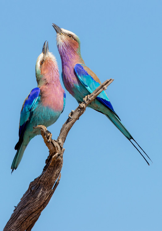 Poster Flirting Rollers