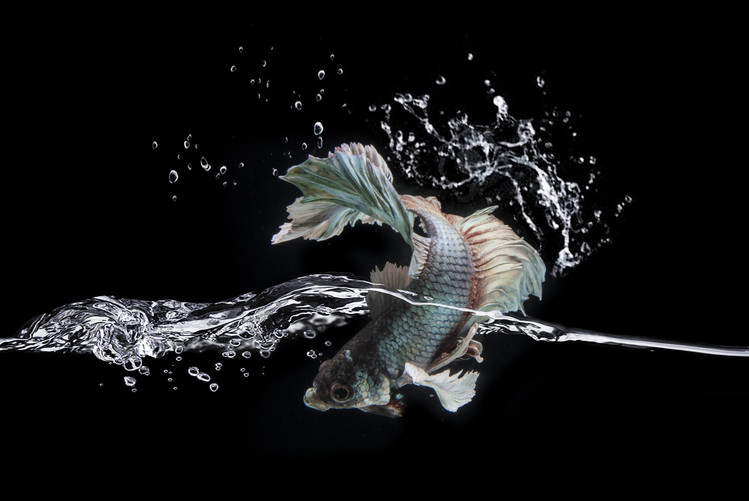 Plakat Splash
