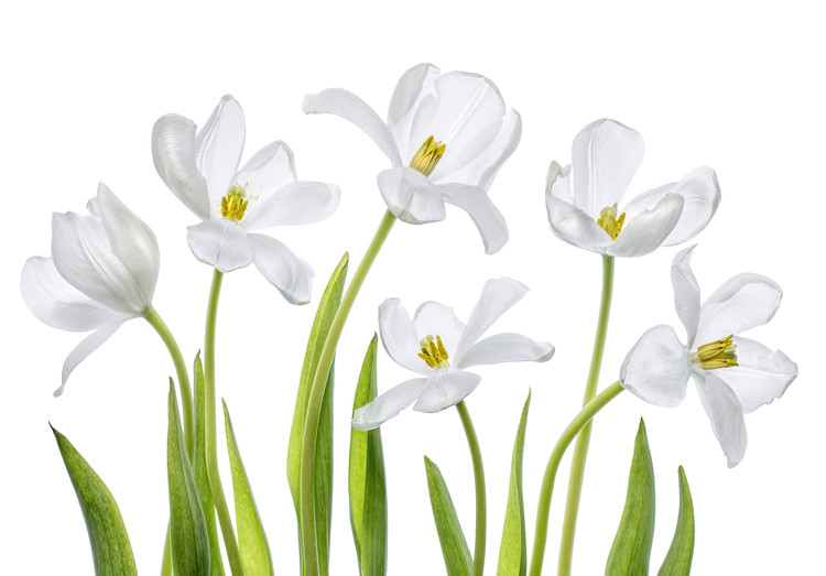 Levně Plakát, Obraz - White Tulips, Mandy Disher, 40 × 26.7 cm