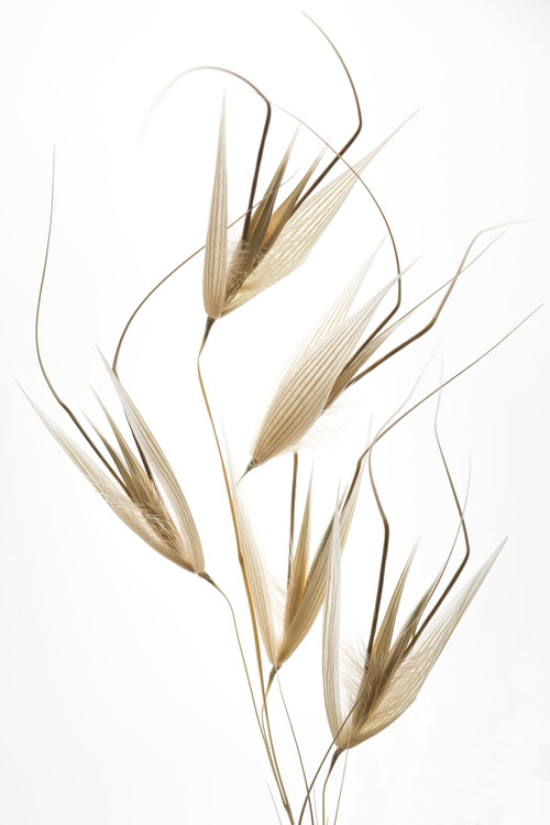 Levně Plakát, Obraz - Delicacy of nature, Thierry Lagandré (Transgressed, 26.7 × 40 cm