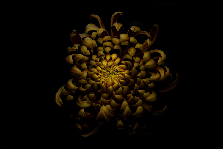 Плакат Chrysanthemum