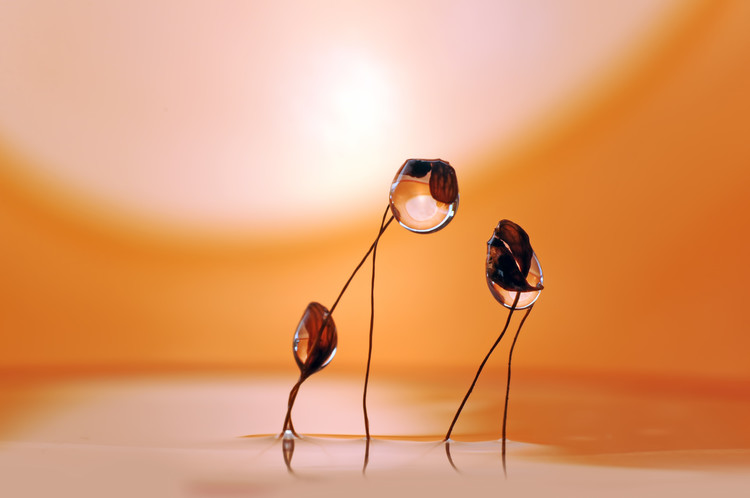 Poster Water heads ll