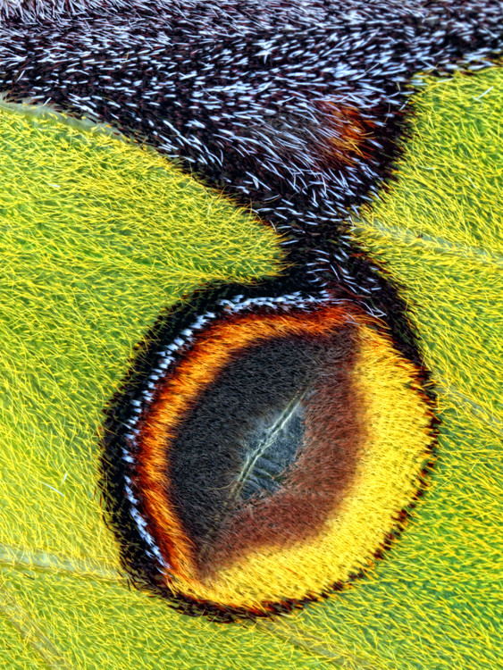 Poster Eyespot