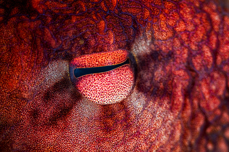 Levně Plakát, Obraz - Octopus Eye, Barathieu Gabriel, 40 × 26.7 cm