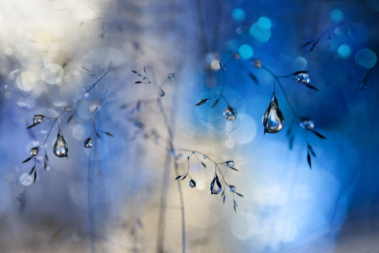 Levně Plakát, Obraz - Blue rain, Heidi Westum, 40 × 26.7 cm