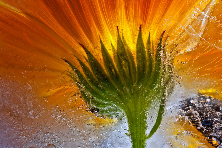 Poster Frozen Marigold