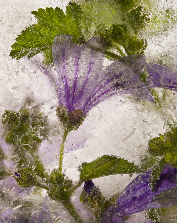 Poster Frozen mallow flower