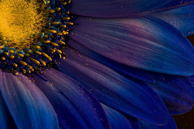 Wall Mural Blue Rays