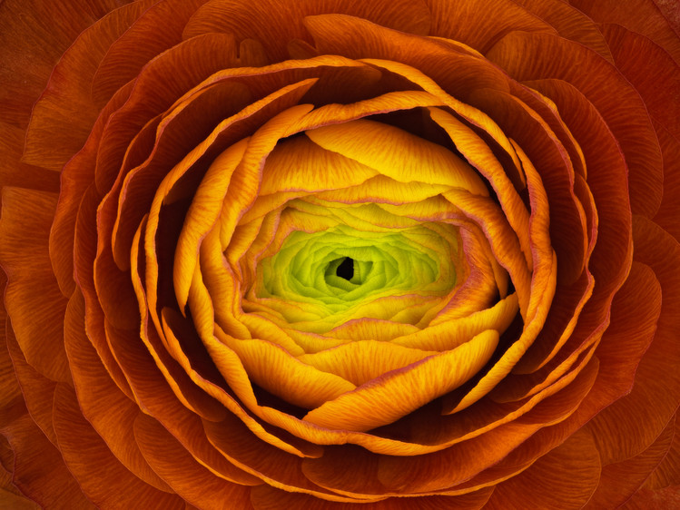 Poster Ranunculus asiaticus