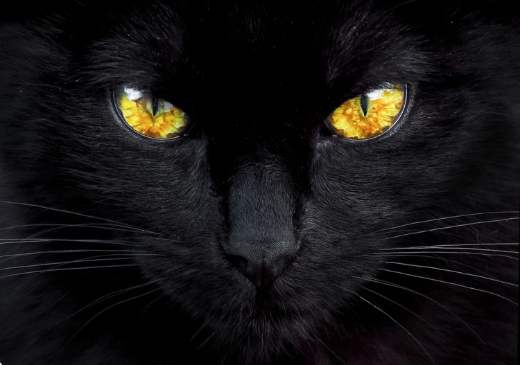 Poster The hypnotist of the night