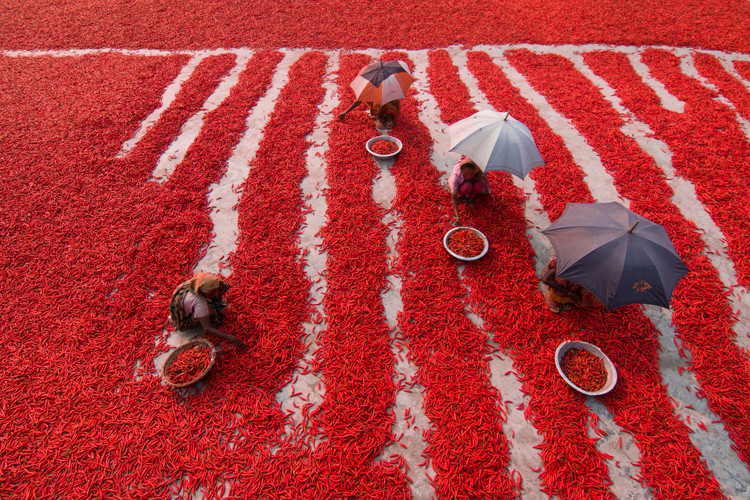 Poster Red Chilies Pickers