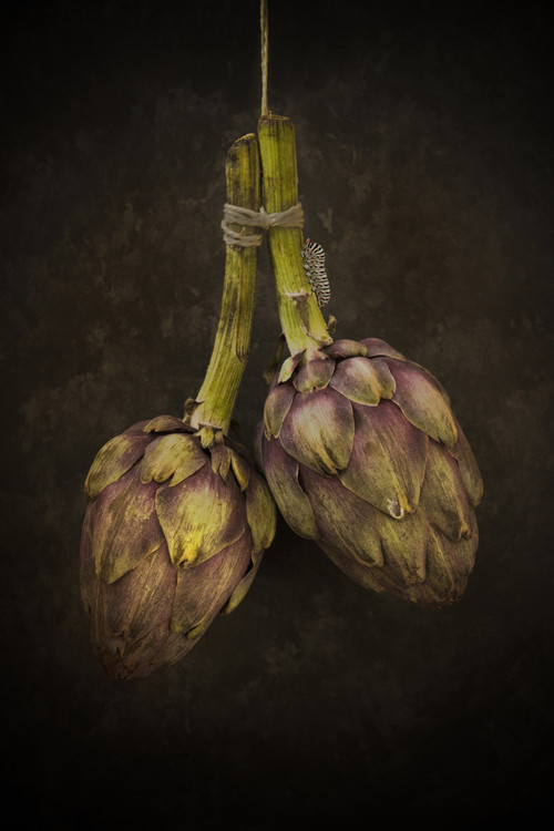 Poster Artichoke