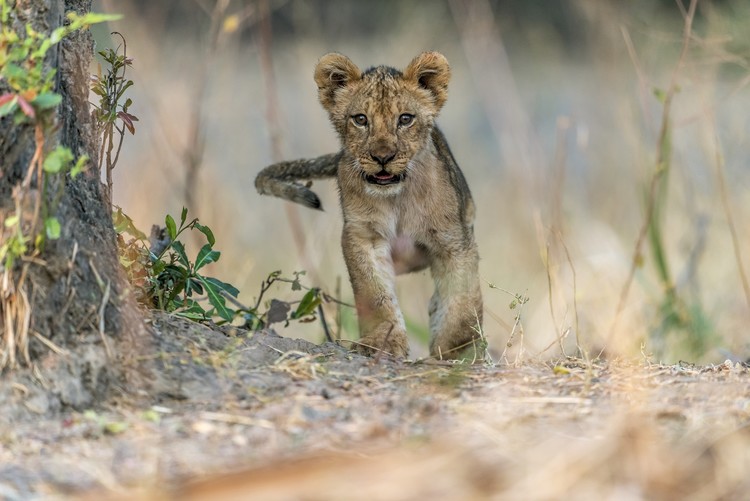 Poster Cub - South Luangwa