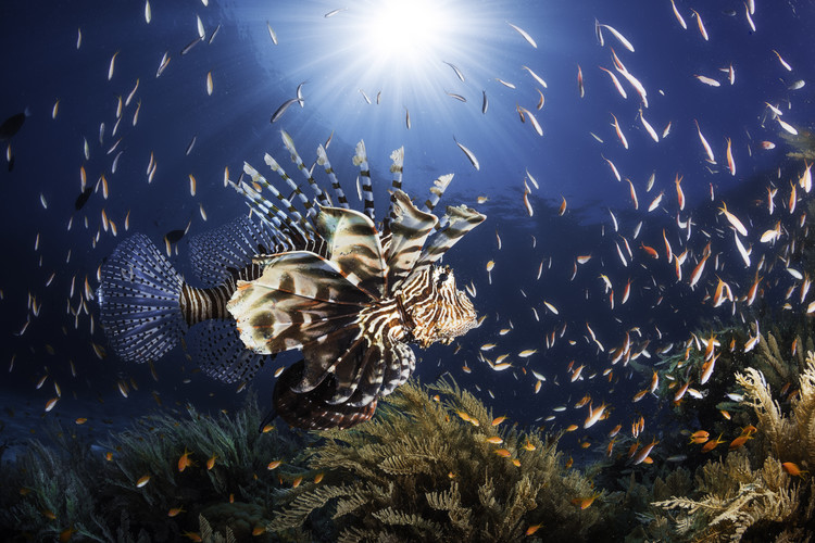 Canvas Print Lionfish