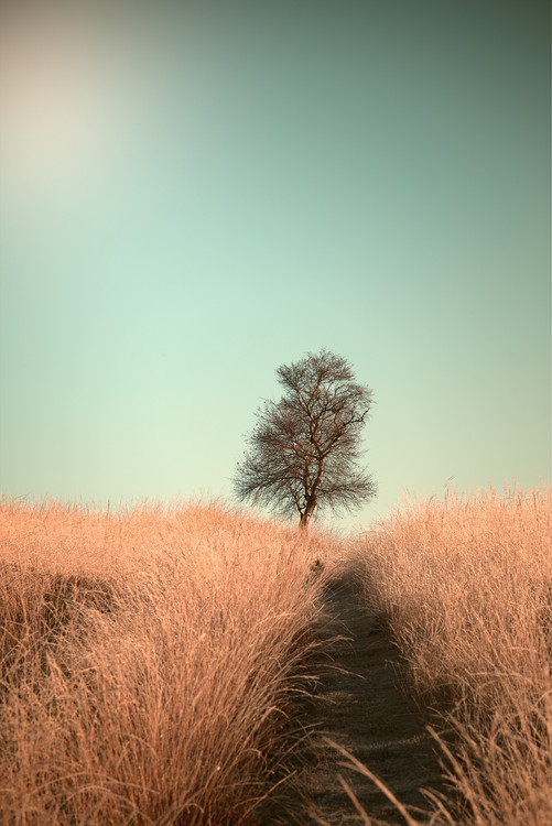 Levně Plakát, Obraz - Grass and Path, Jaap van den, 26.7 × 40 cm