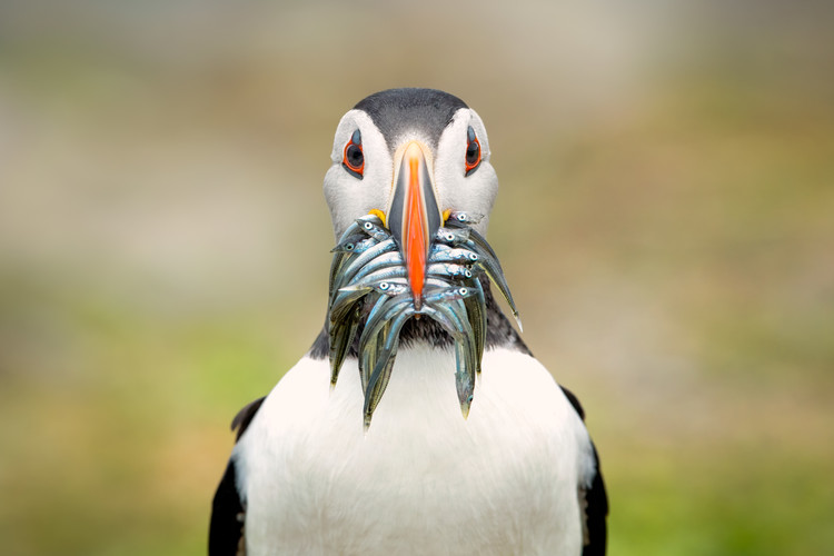 Poster The Big Catch