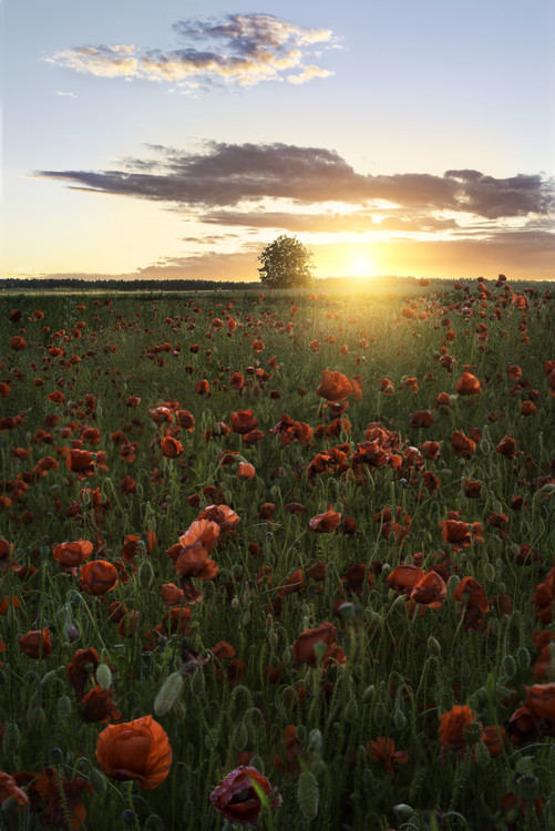 Poster Poppy fields of Sweden