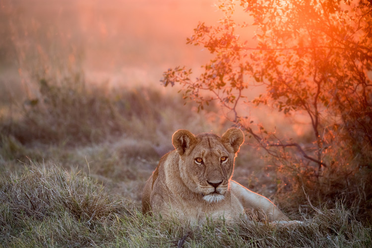 Poster Sunset Lioness