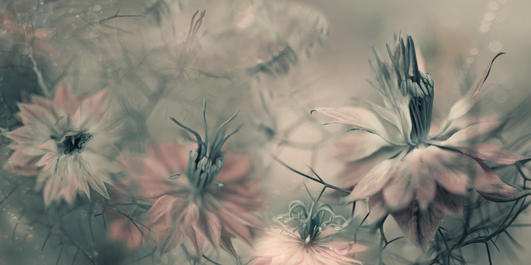 Poster The virgins ll