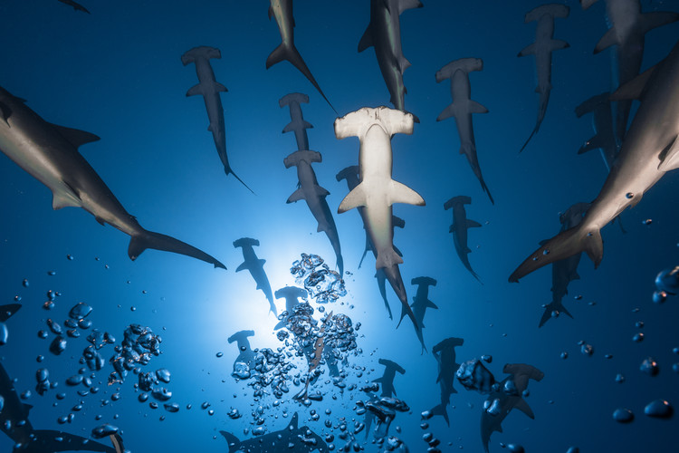 Obraz na płótnie Hammerhead Shark